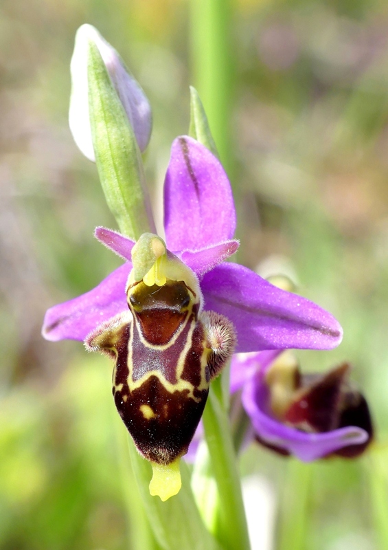 Ophrys apifera x Ophrys holosericea subsp.dinarica, splendidi ibridi nell''aquilano 2021.